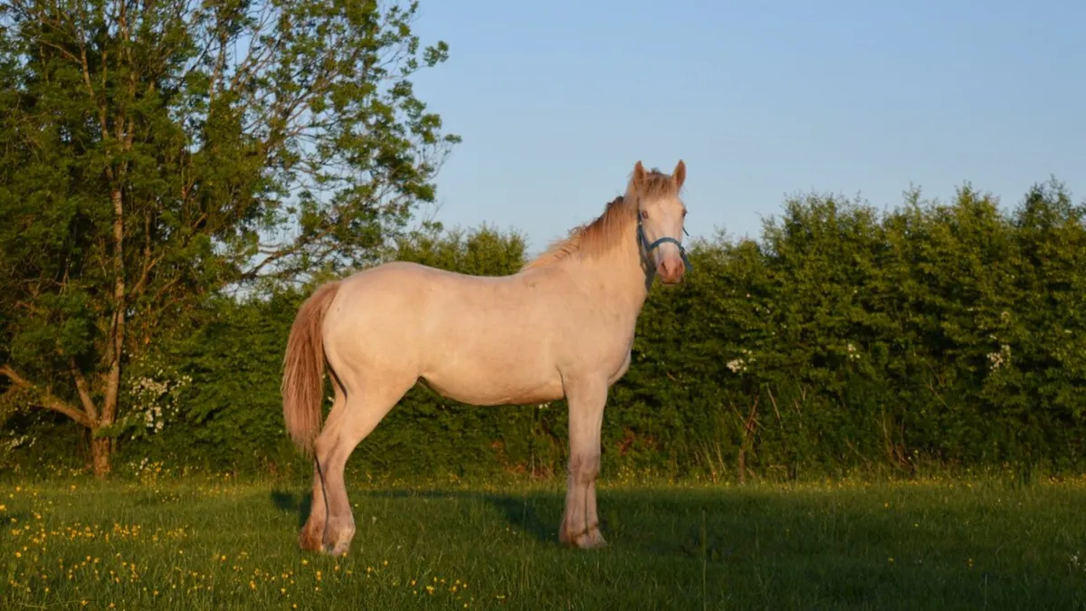 Cream Irish Draught X Yearling Filly - Image 1