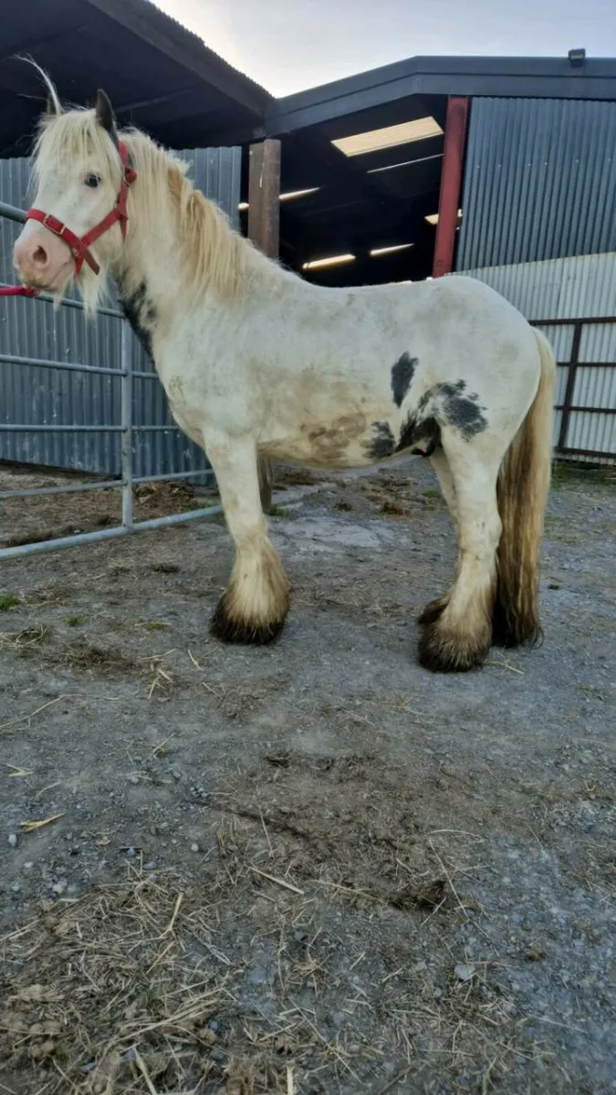 Ponys - Image 1