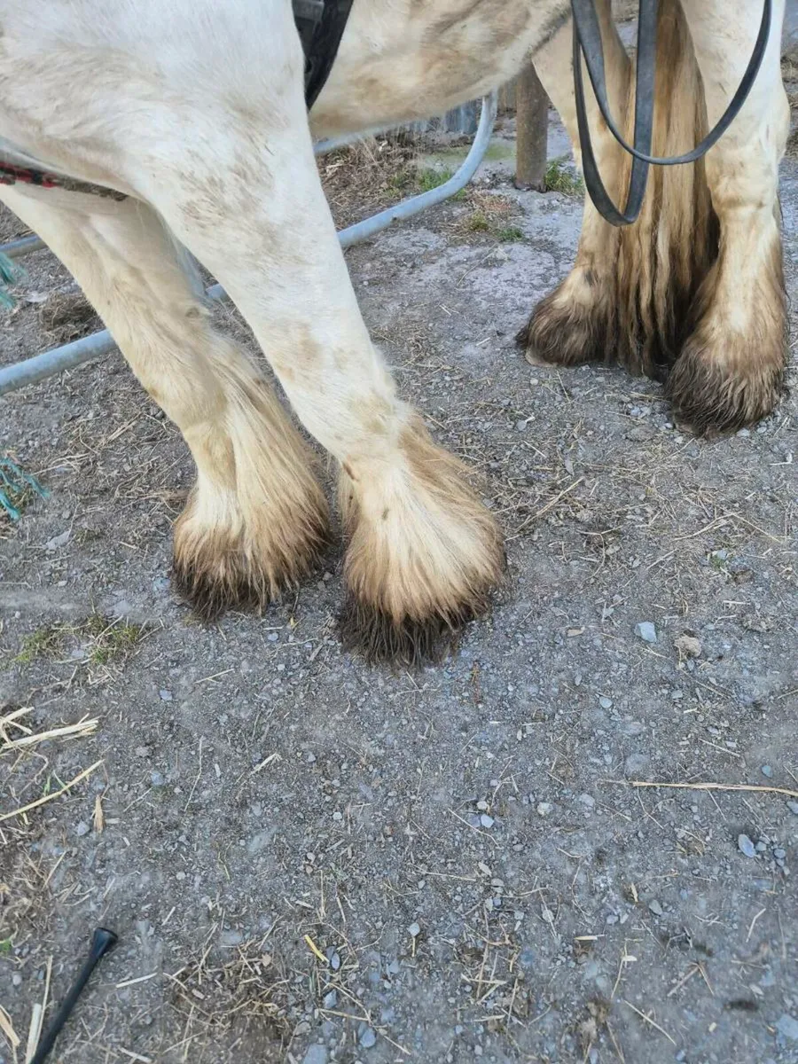 Ponys - Image 2