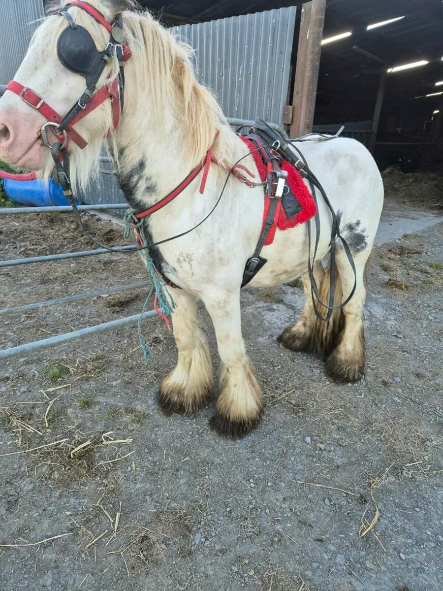 Ponys - Image 3