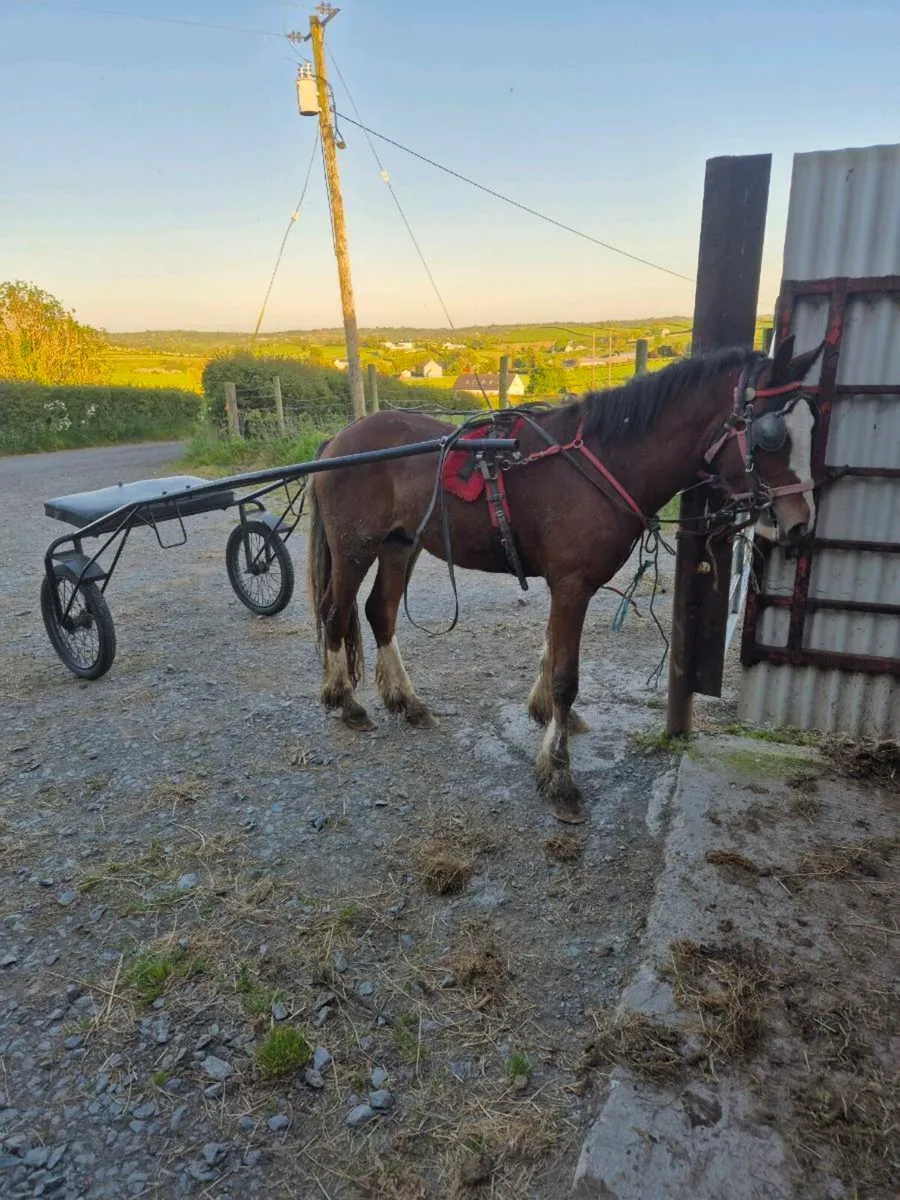 Ponys - Image 4