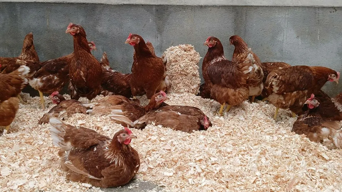 Poultry for sale - Image 1