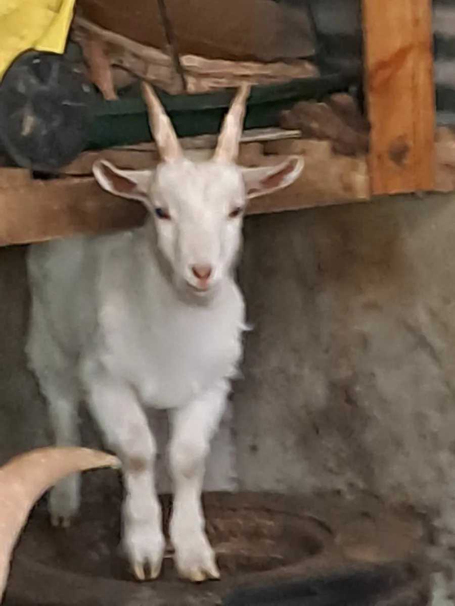 Goats - Image 2