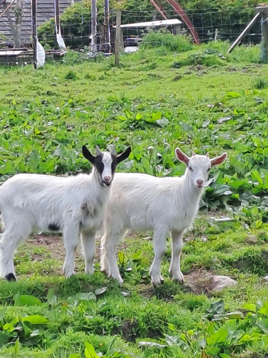 Goats - Image 1