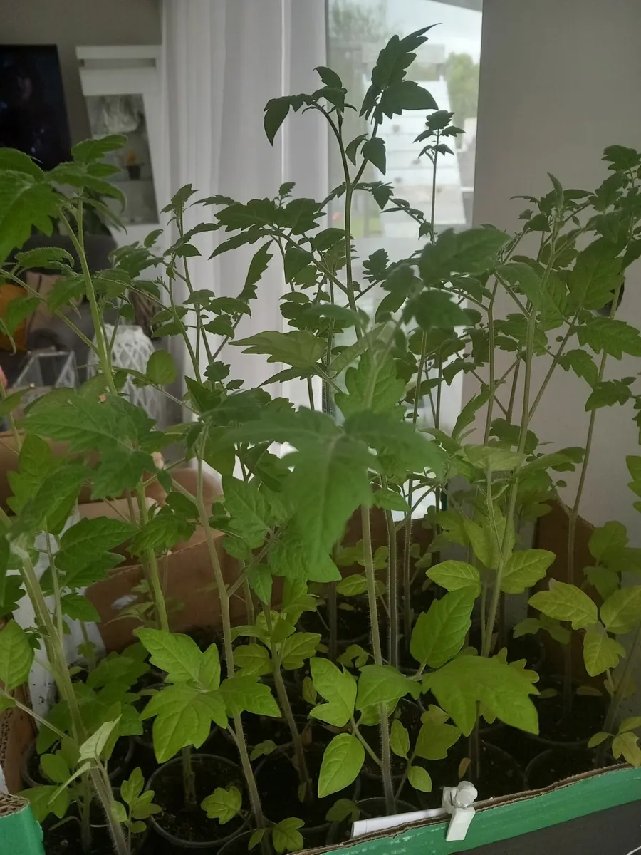 Plants, strawberry cucumbers tomatoes - Image 2