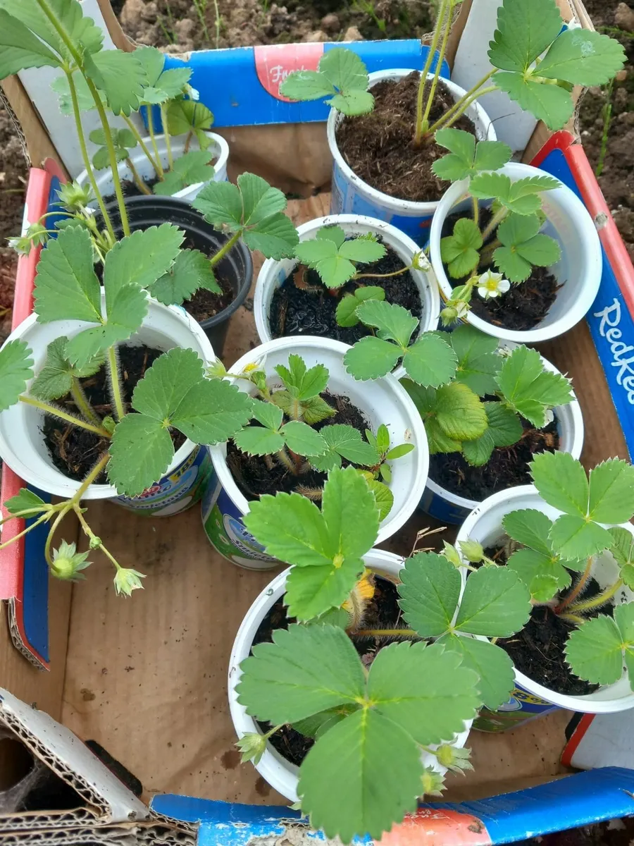 Plants, strawberry cucumbers tomatoes - Image 4