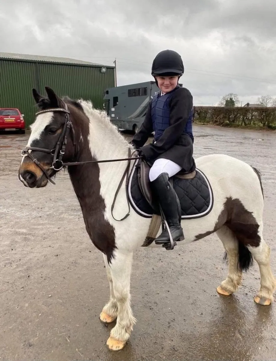 8 Year Old Gelding - Toby - 12.2 hands - Image 1