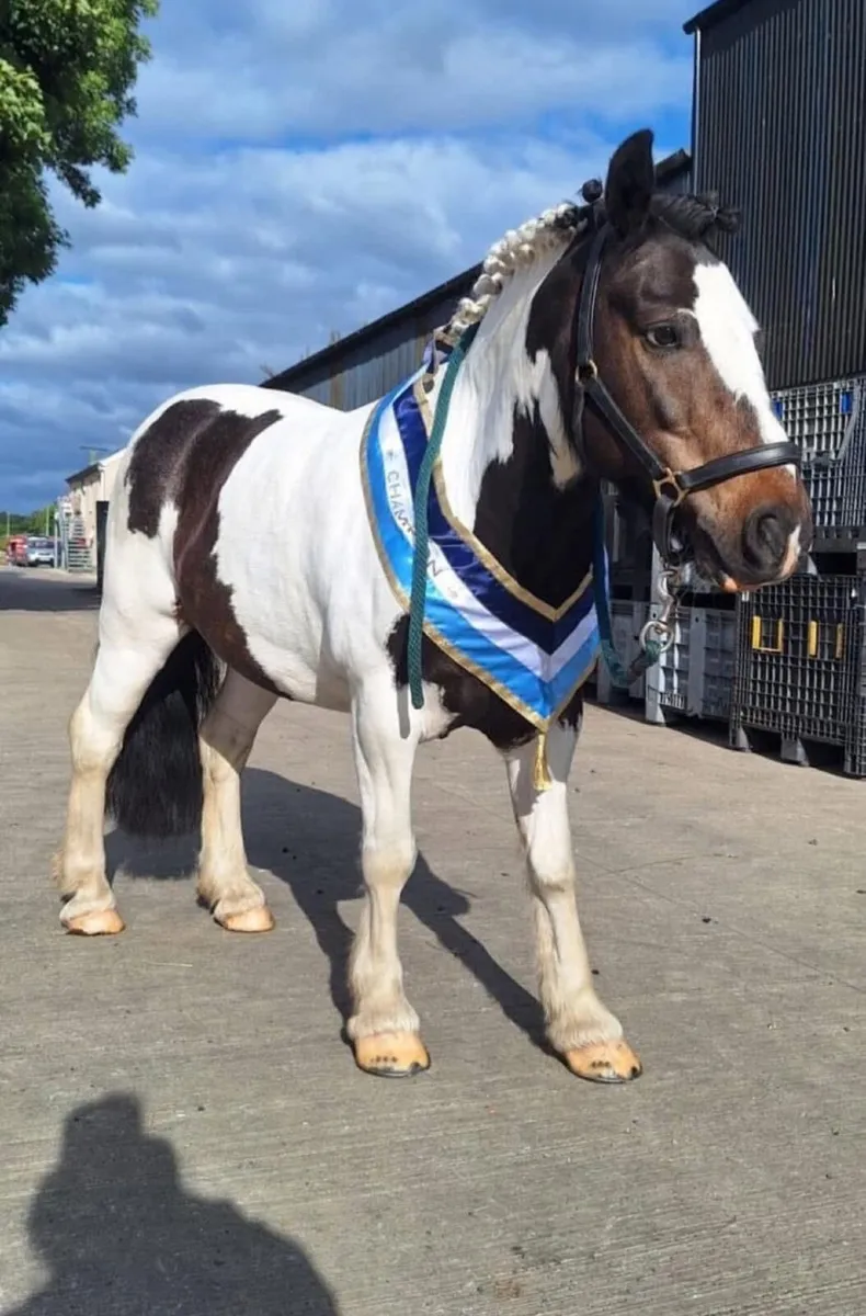8 Year Old Gelding - Toby - 12.2 hands - Image 2