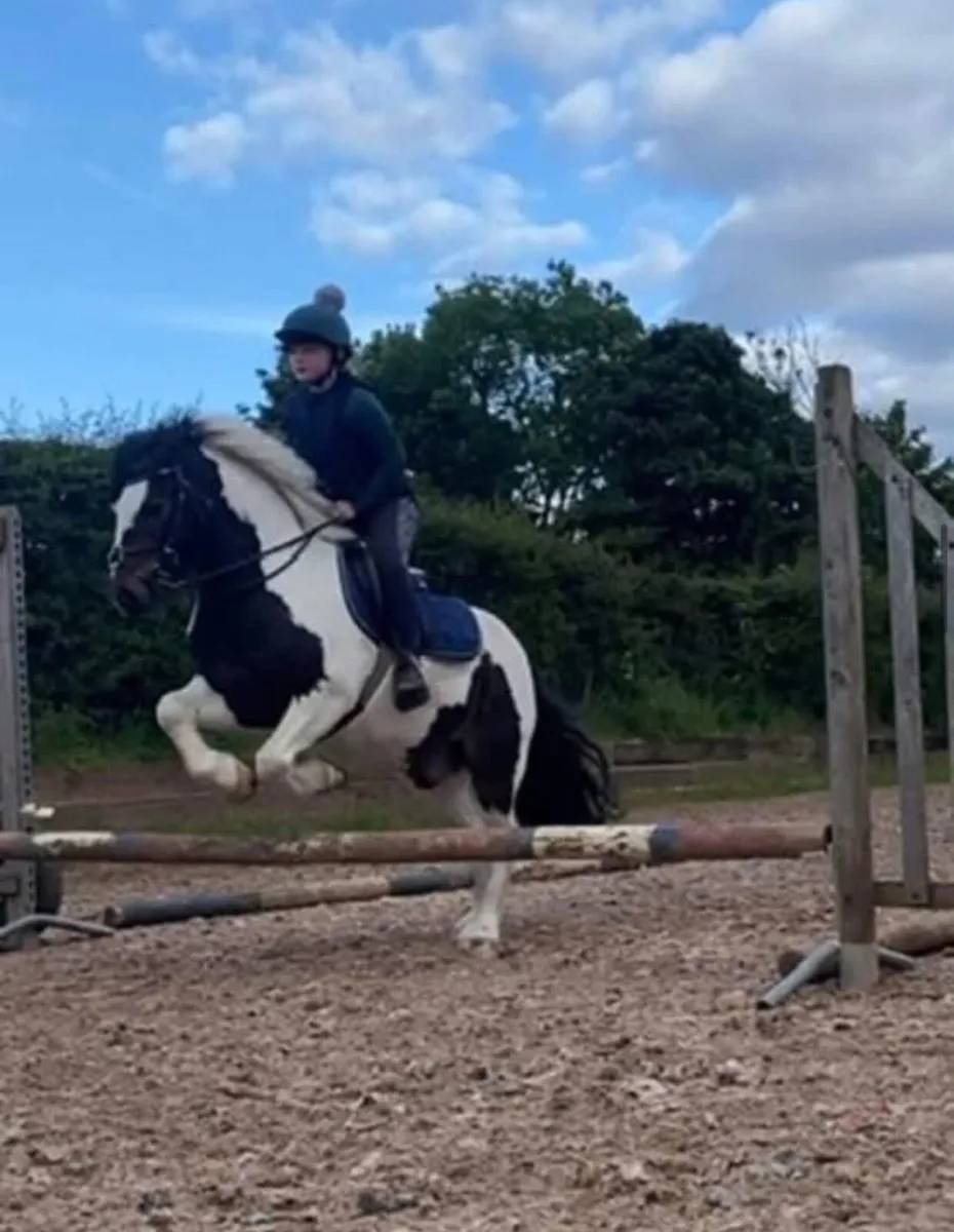 8 Year Old Gelding - Toby - 12.2 hands - Image 3