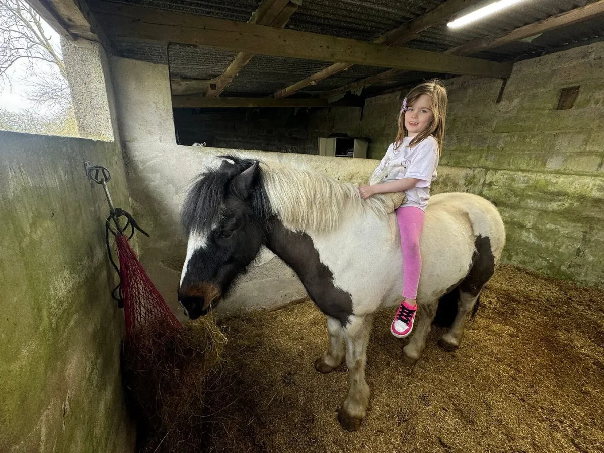 8 Year Old Gelding - Toby - 12.2 hands - Image 4