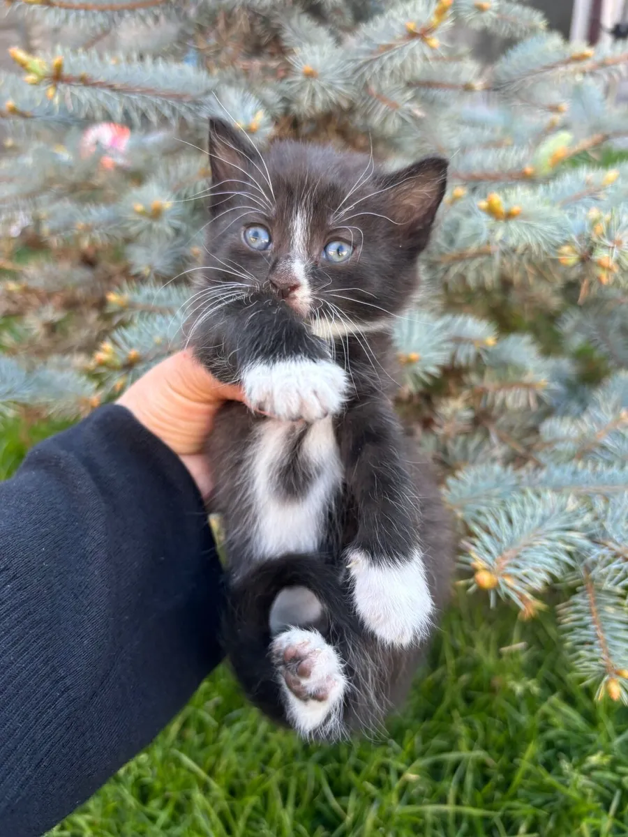 Kittens - Image 1