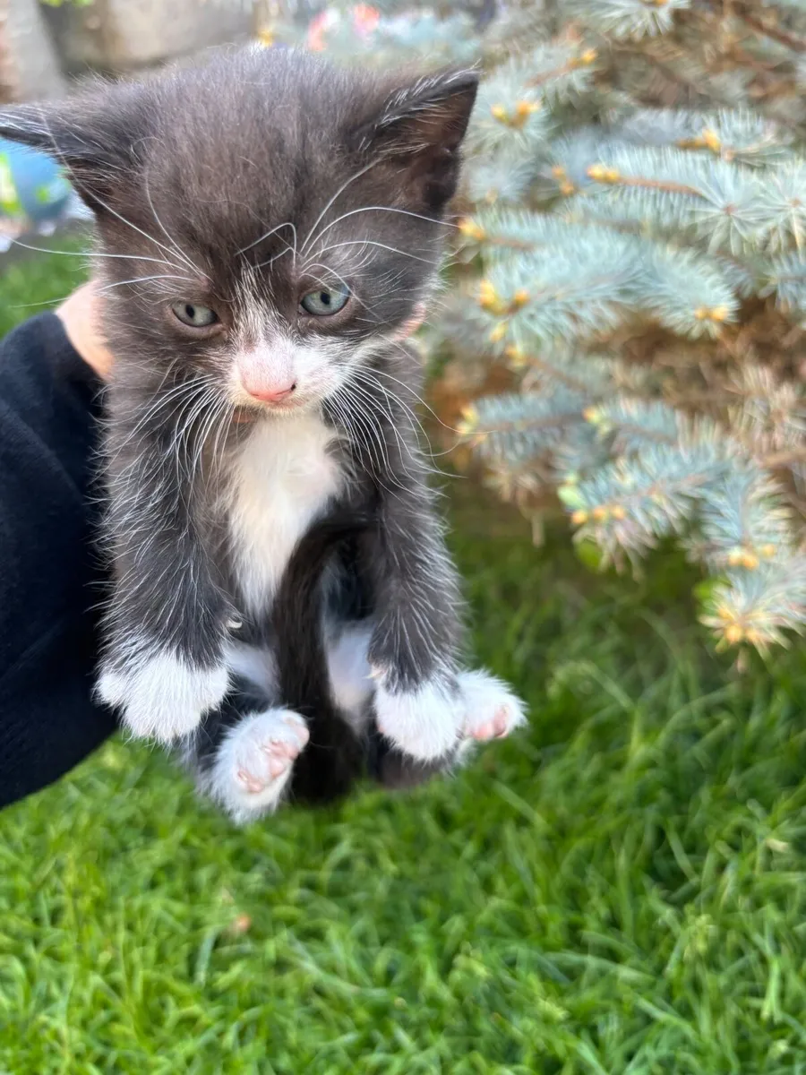 Kittens - Image 2