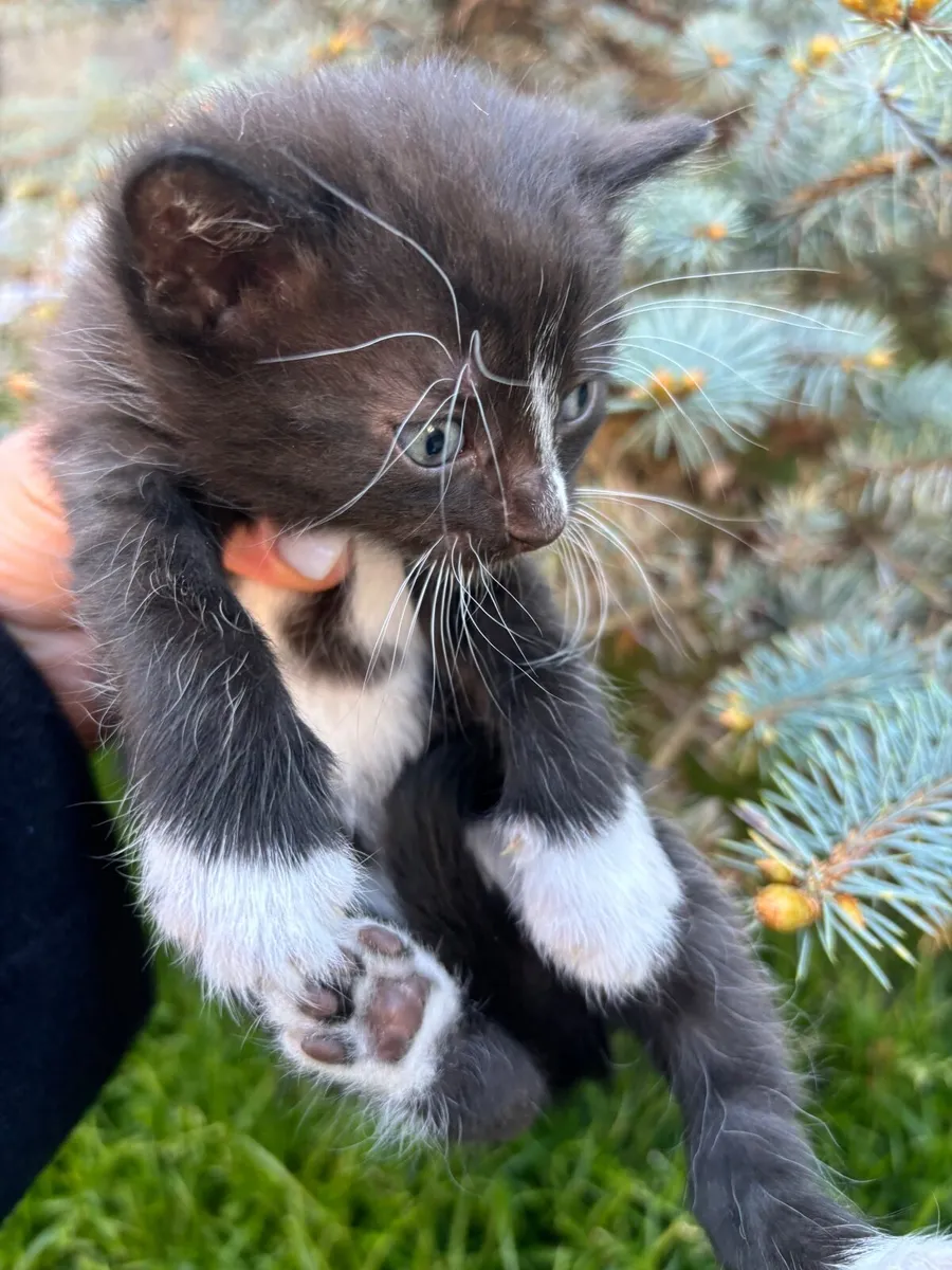 Kittens - Image 3