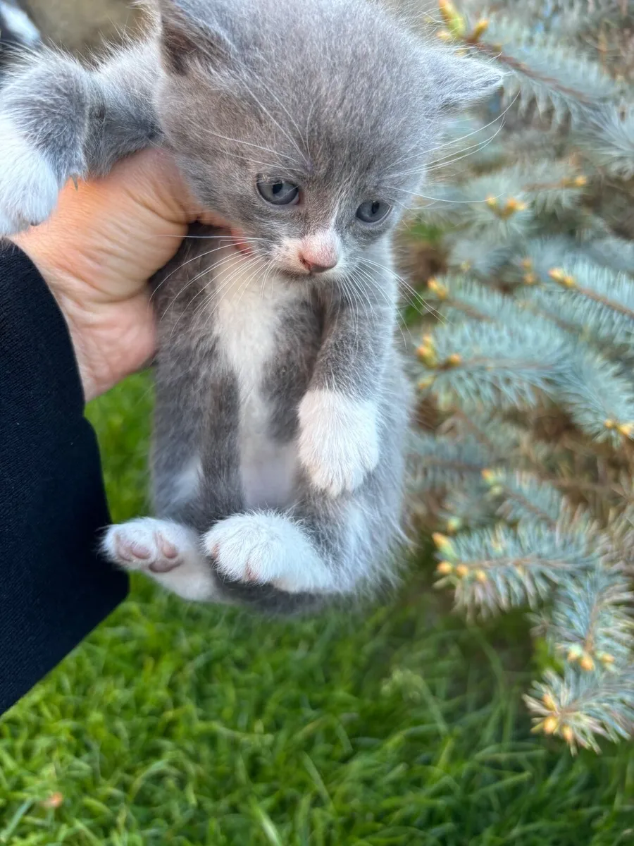 Kittens - Image 4