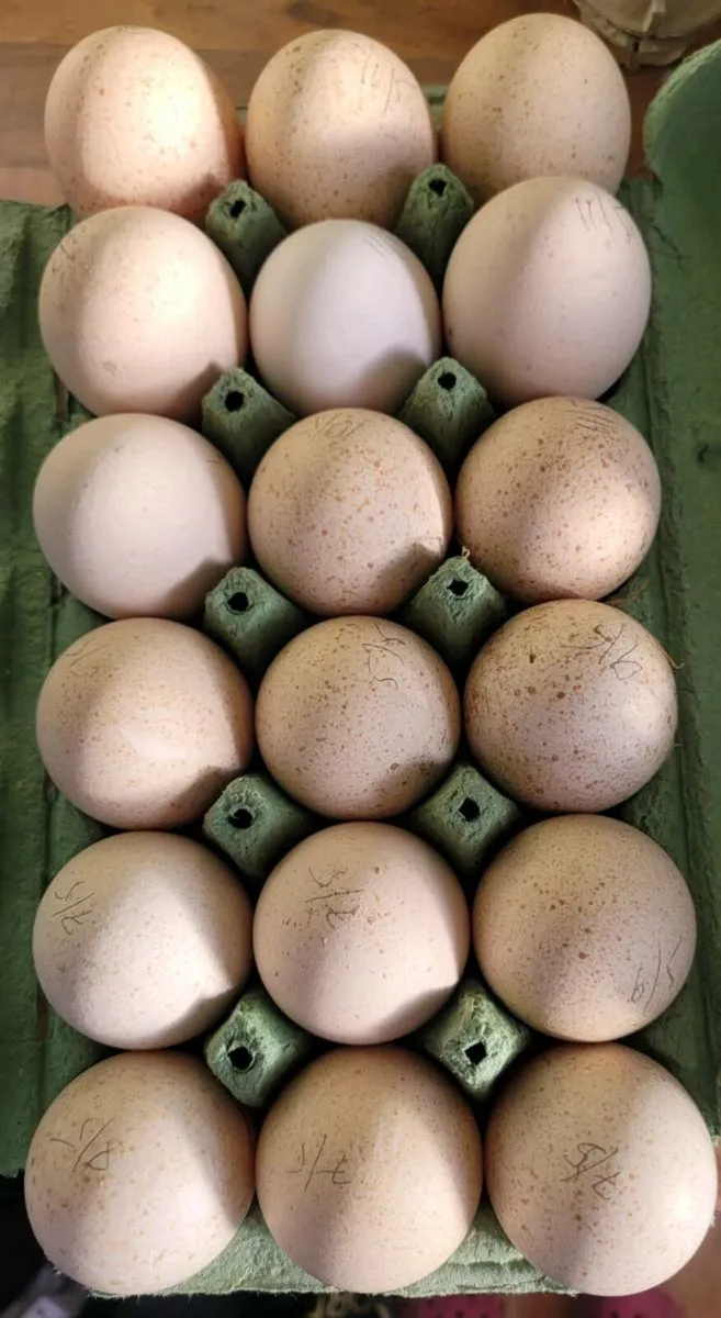 Hatching turkey eggs - Image 1