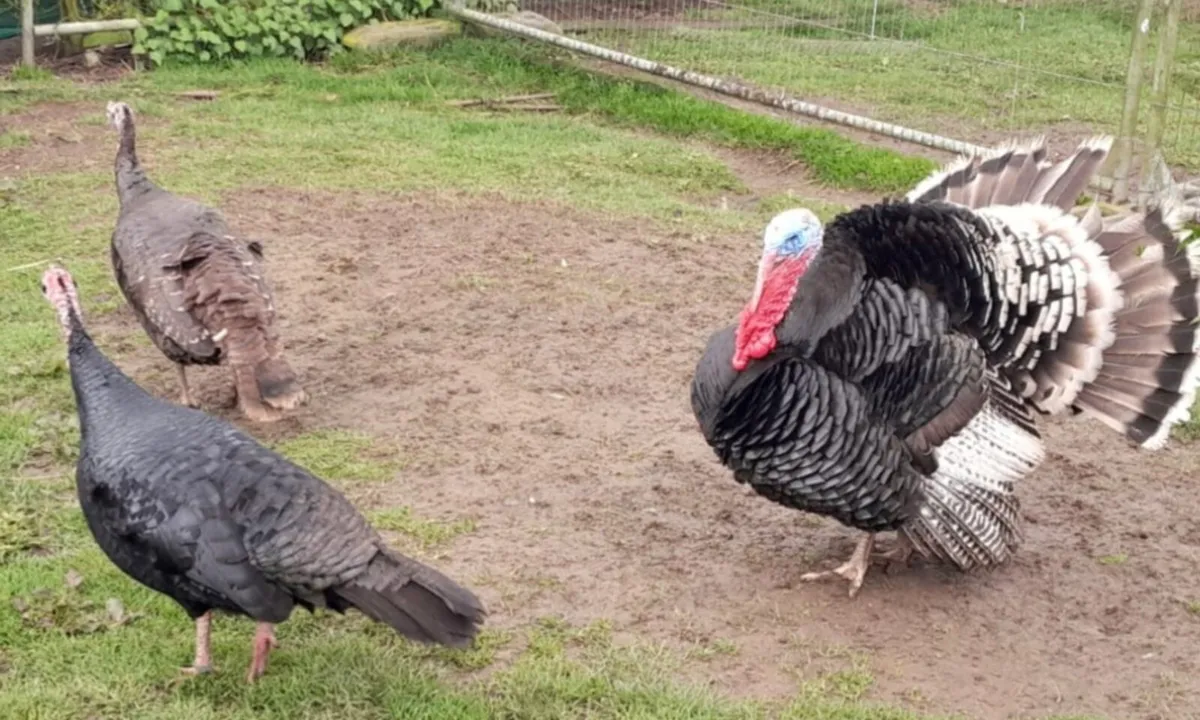 Hatching turkey eggs - Image 3
