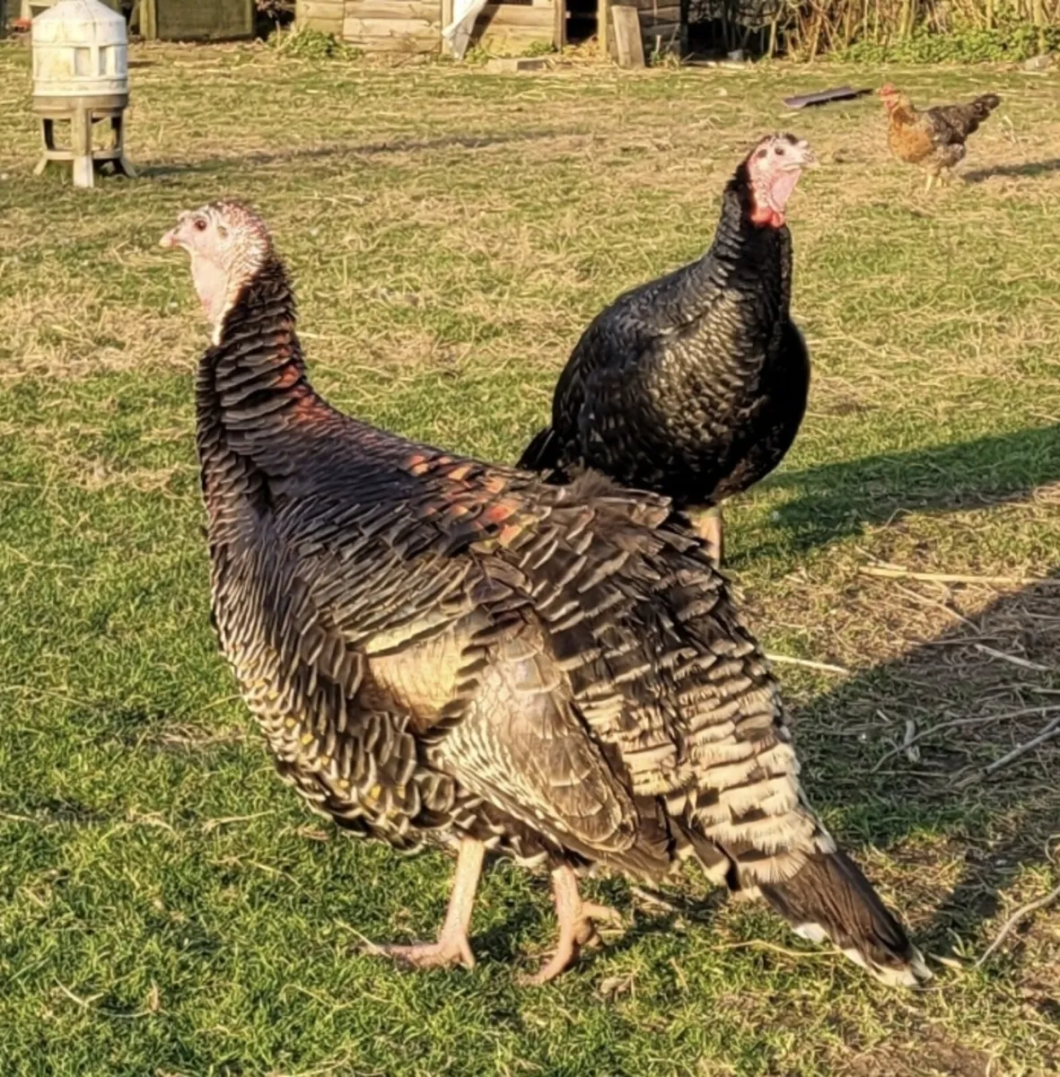 Hatching turkey eggs - Image 4