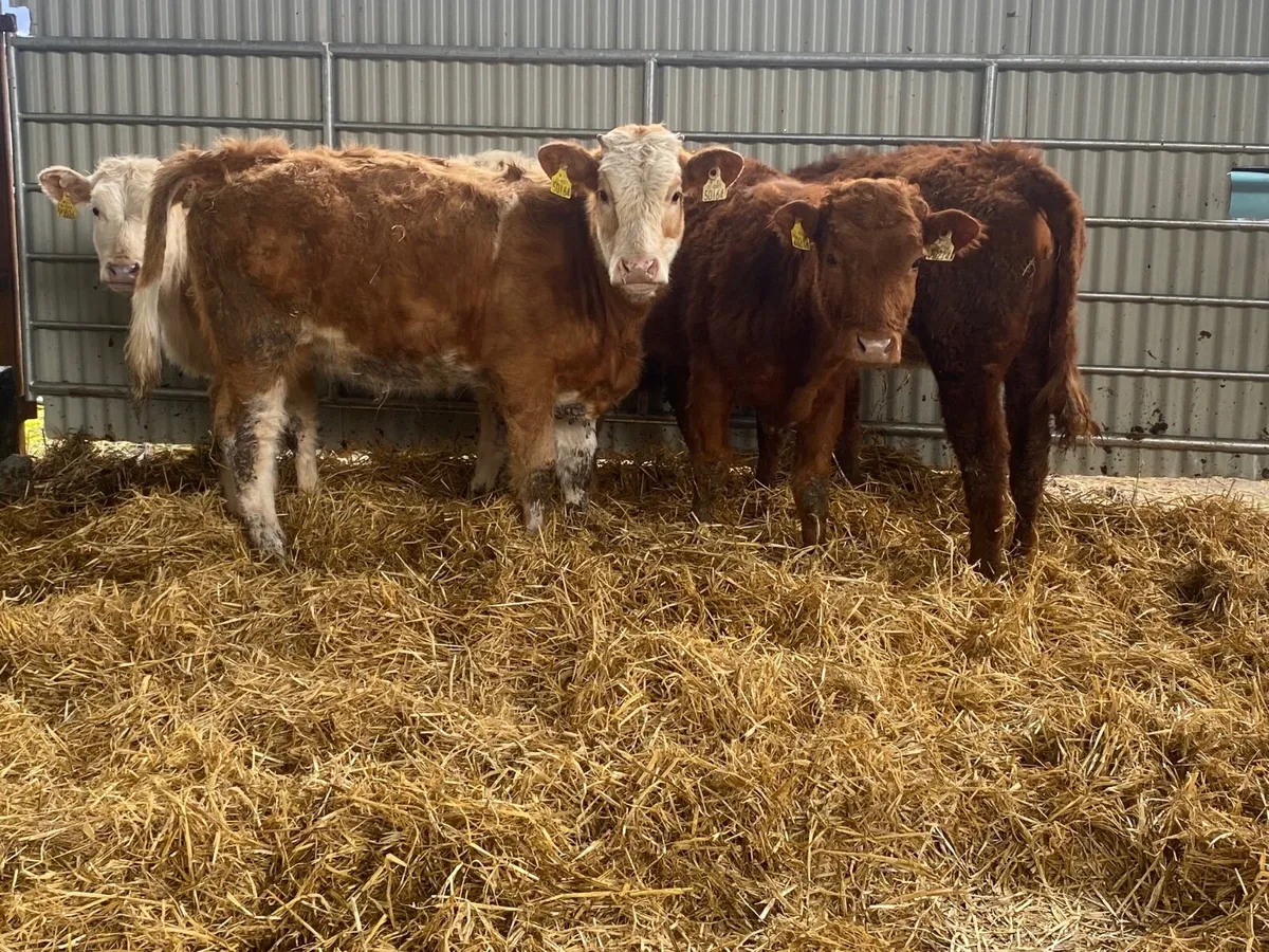 4 Super Heifer Weanlings - Image 1