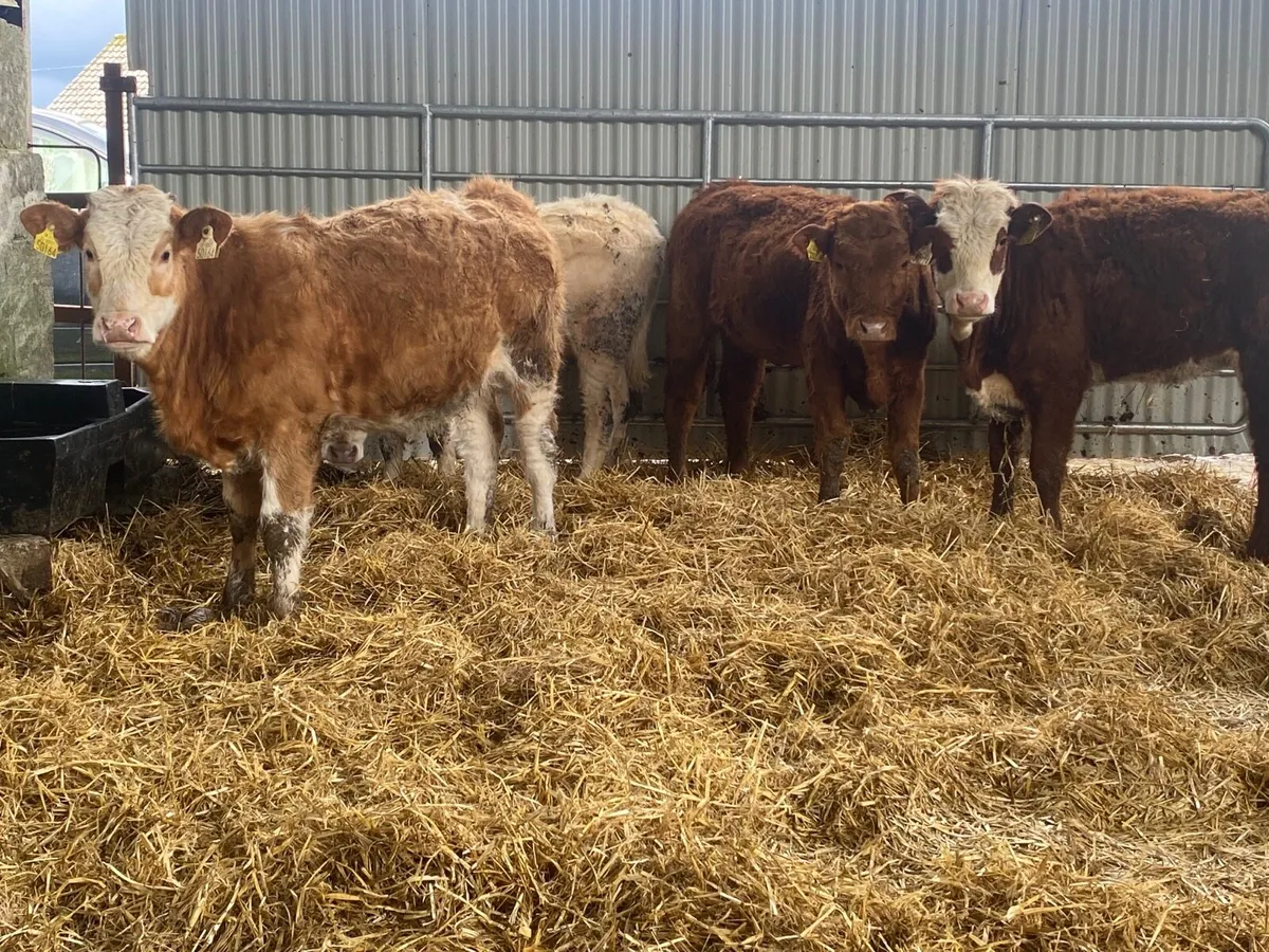 4 Super Heifer Weanlings - Image 2