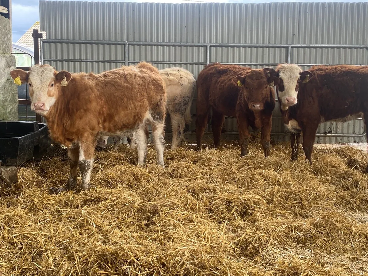 4 Super Heifer Weanlings - Image 3