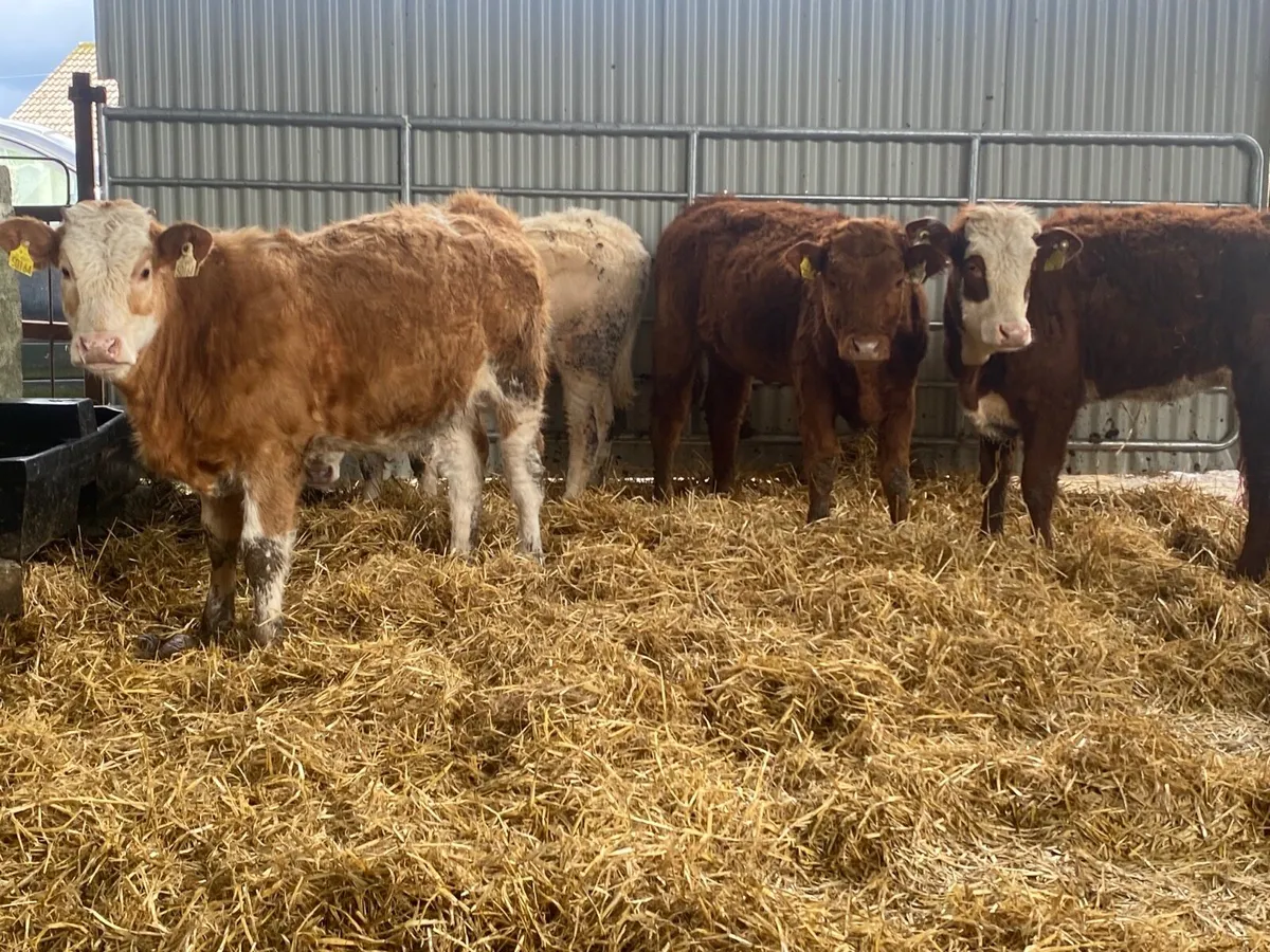 4 Super Heifer Weanlings - Image 4