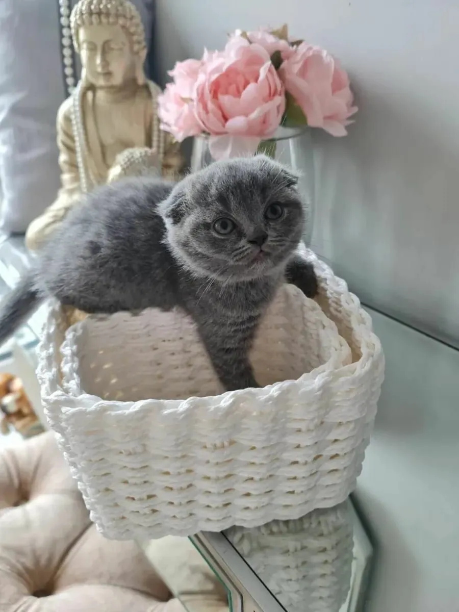 Scottish fold kittens - Image 1