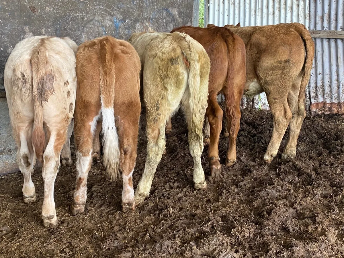 5 Super Weanling Heifers - Image 1