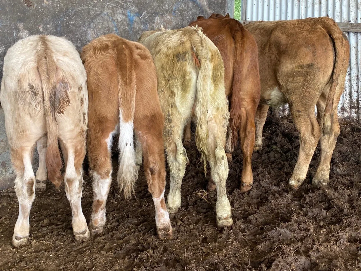 5 Super Weanling Heifers - Image 2