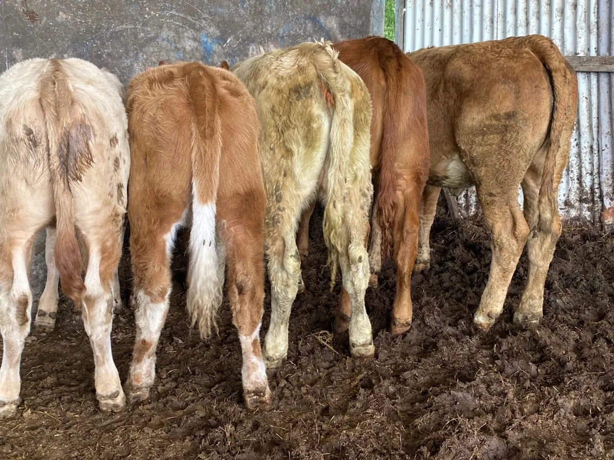 5 Super Weanling Heifers - Image 3