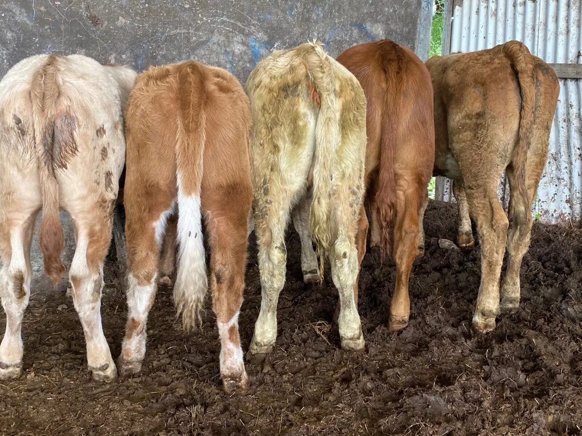 5 Super Weanling Heifers - Image 4