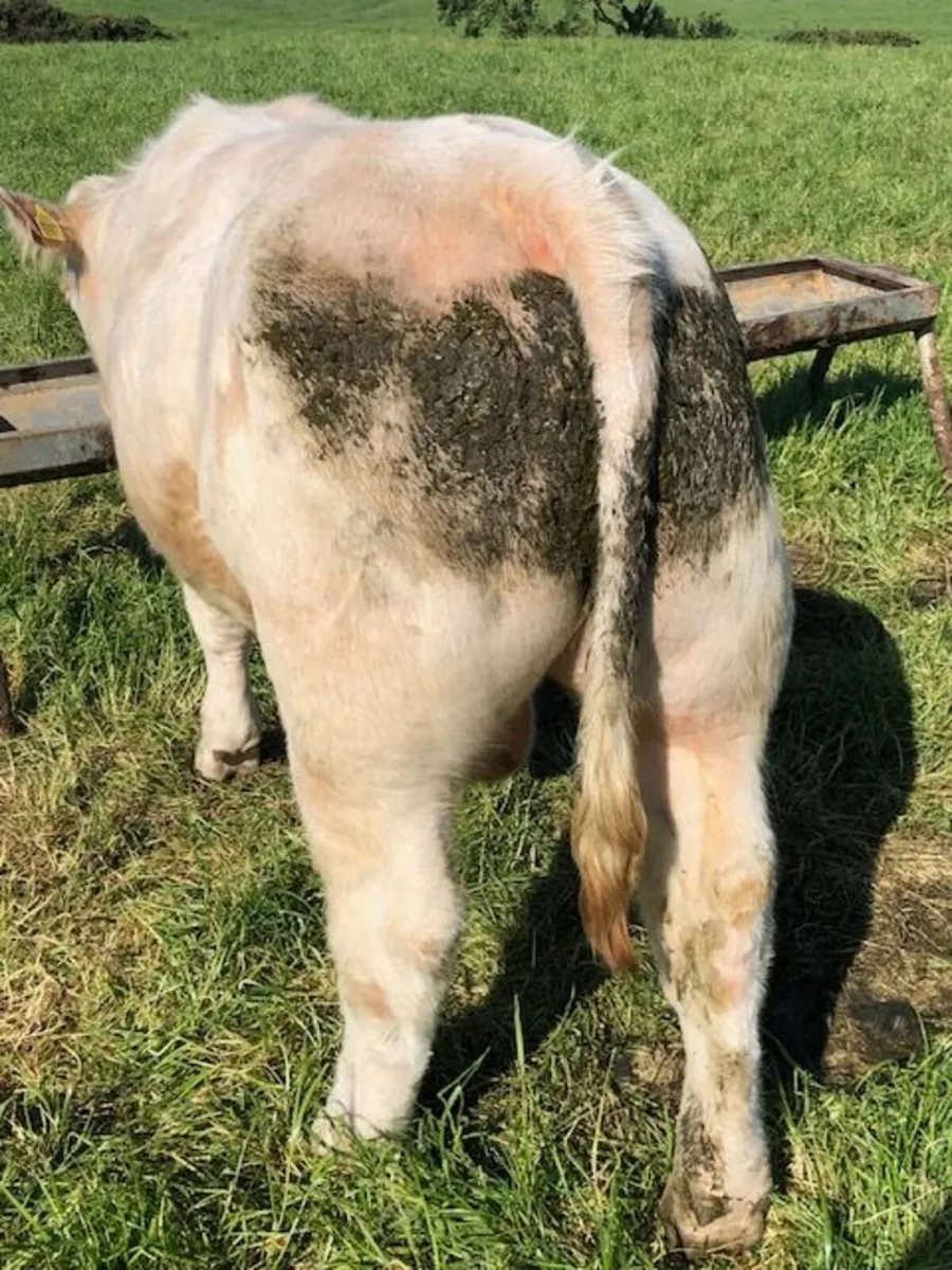 Pedigree Charolais Bull by Major - Image 4
