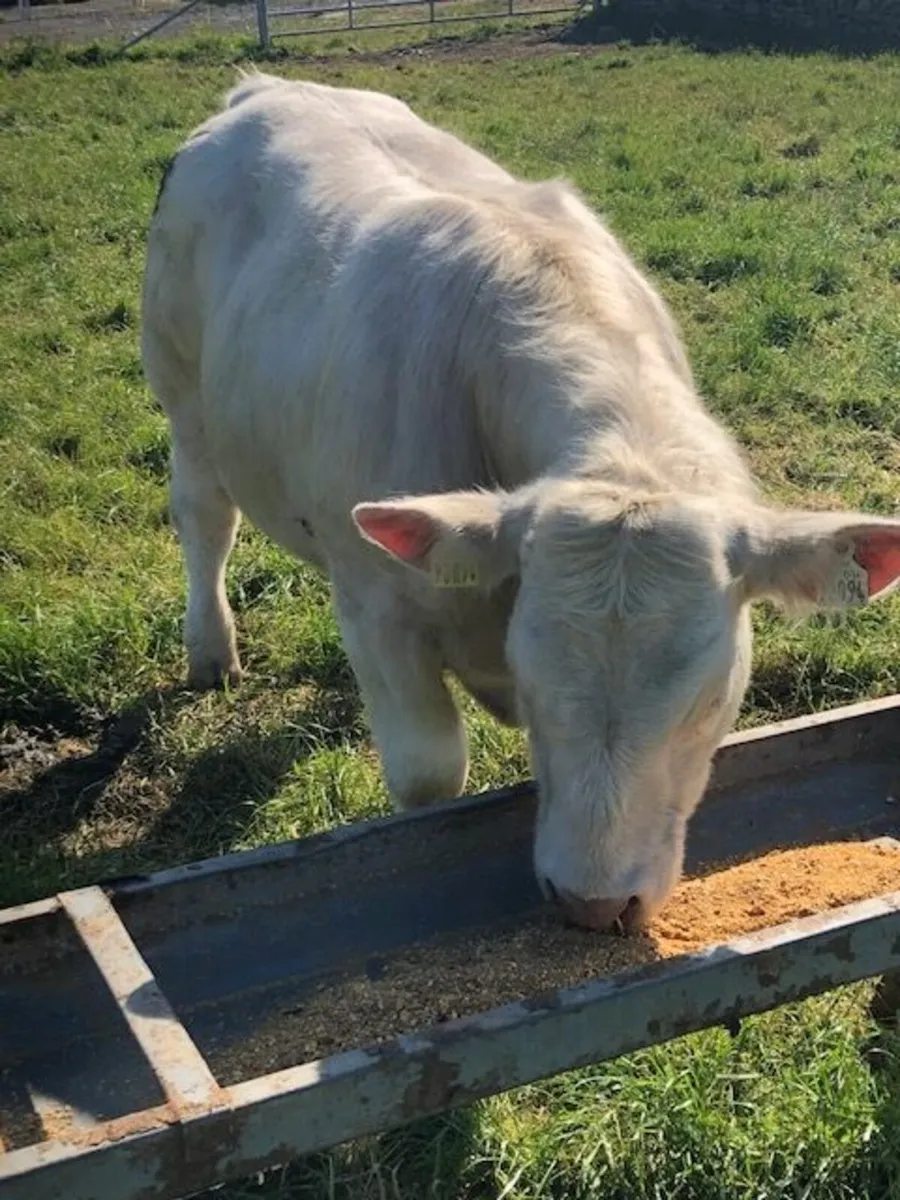 Pedigree Charolais Bull by Major - Image 3