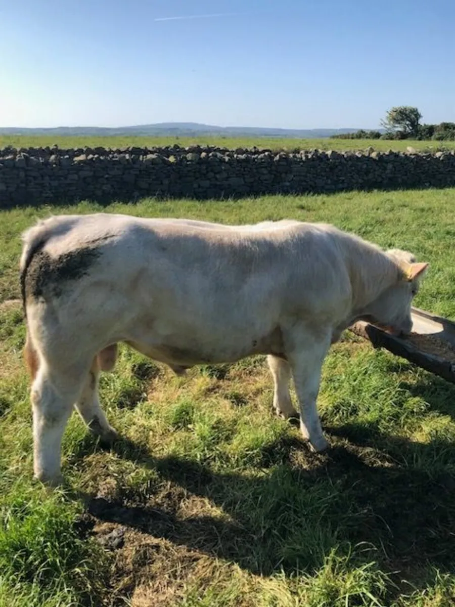Pedigree Charolais Bull by Major - Image 1