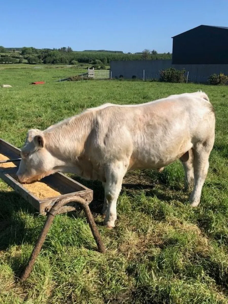 Pedigree Charolais Bull by Major - Image 2