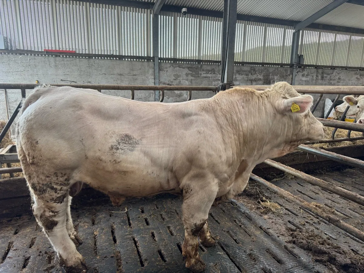 3 Pedigree Charolais Bulls for Sale - Image 3