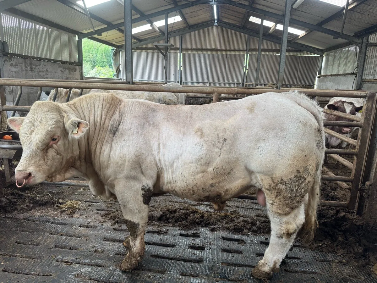 3 Pedigree Charolais Bulls for Sale - Image 4