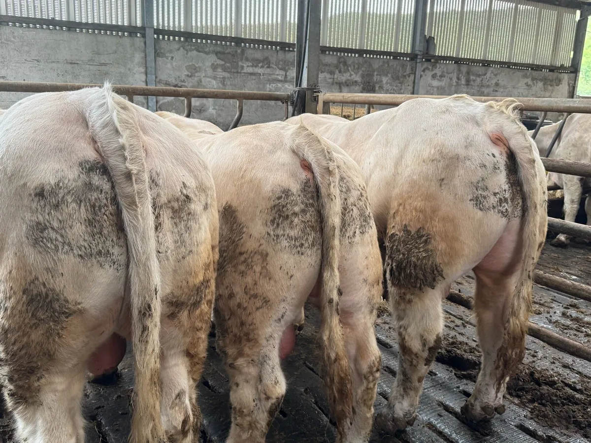 3 Pedigree Charolais Bulls for Sale - Image 2
