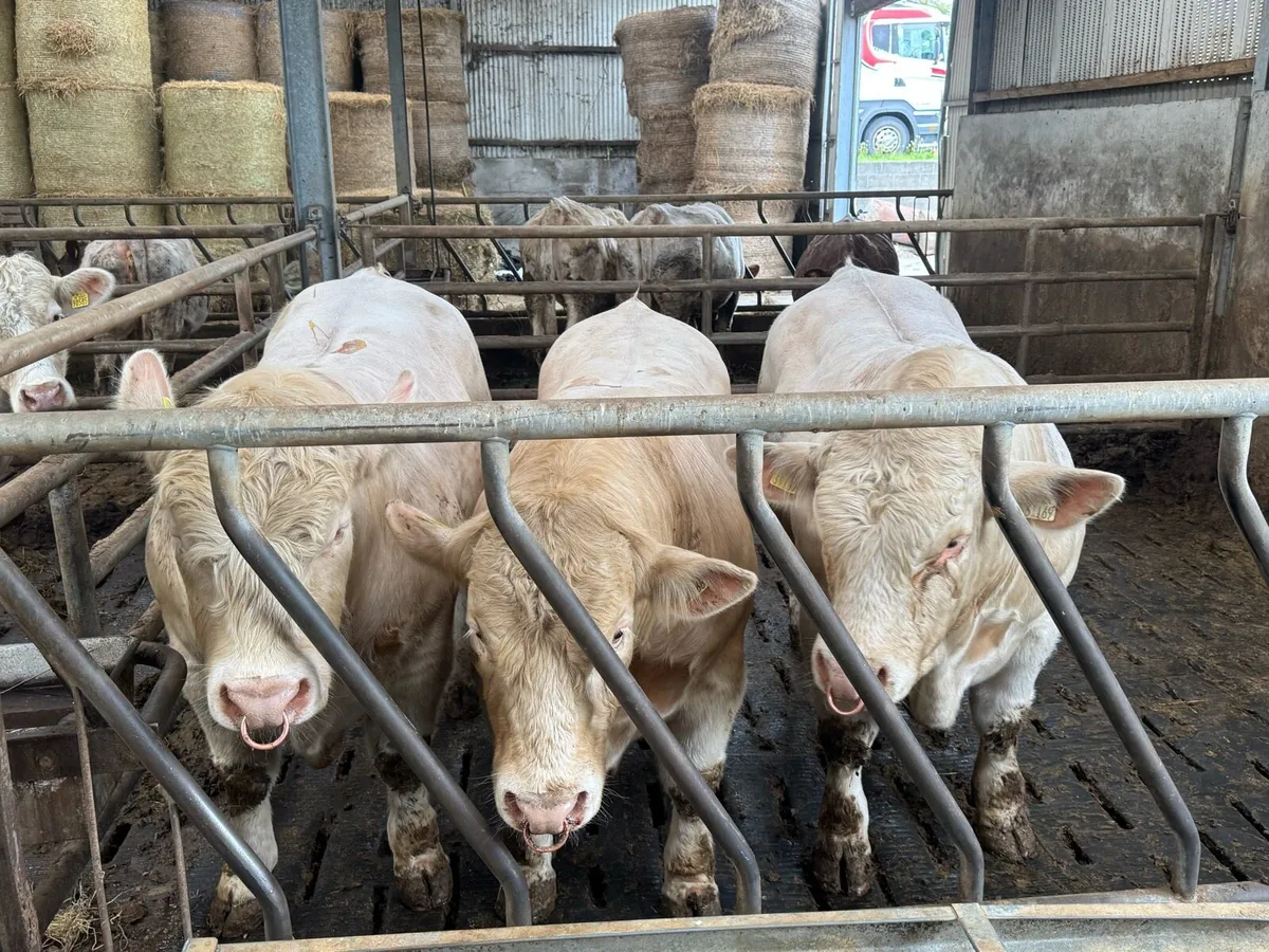 3 Pedigree Charolais Bulls for Sale - Image 1