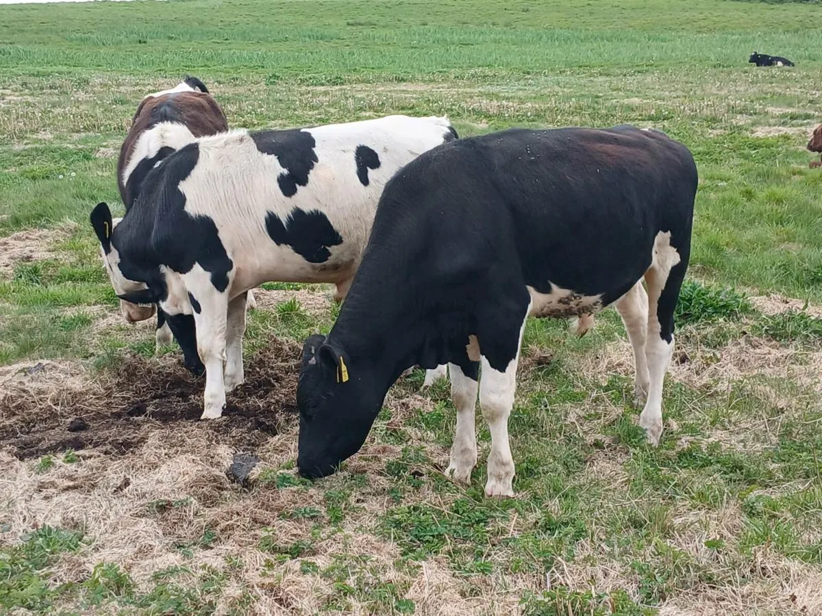 Freisian bulls - Image 2