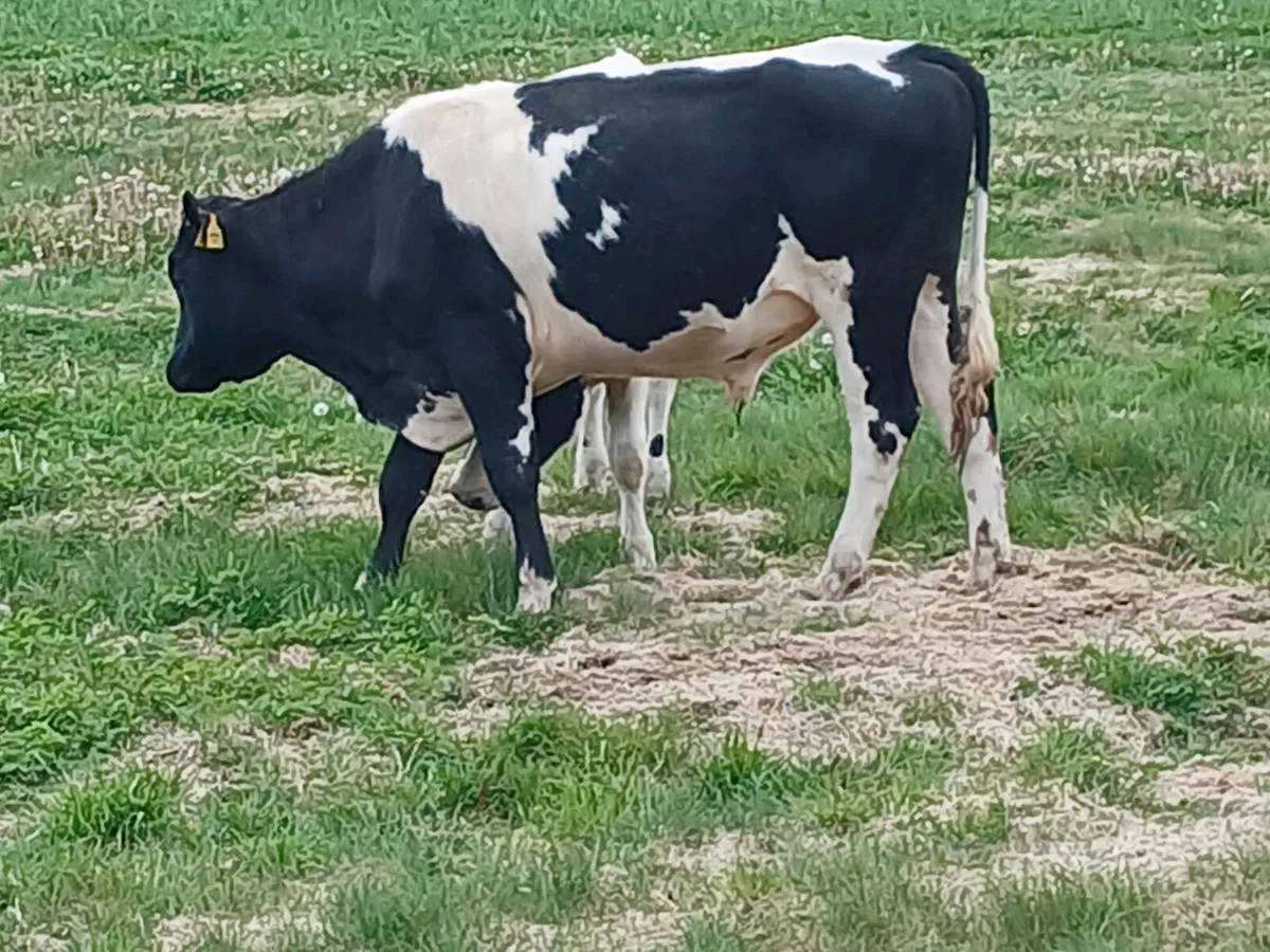 Freisian bulls - Image 1