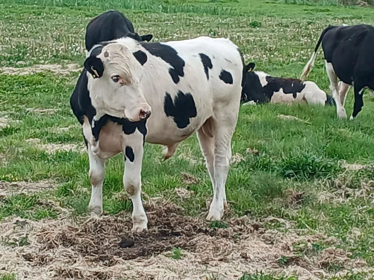 Freisian bulls - Image 3