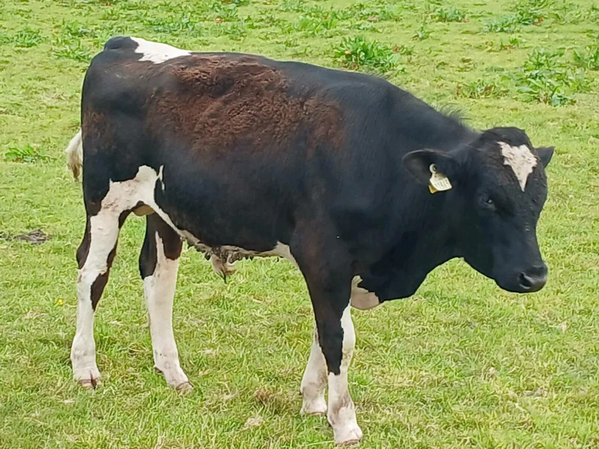 Freisian bulls - Image 4