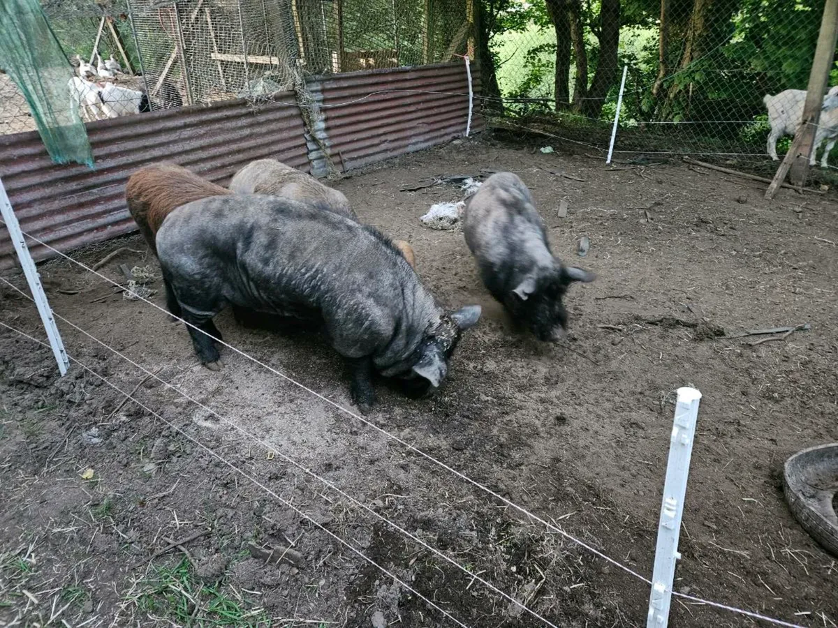 Kuna kuna pigs - Image 1