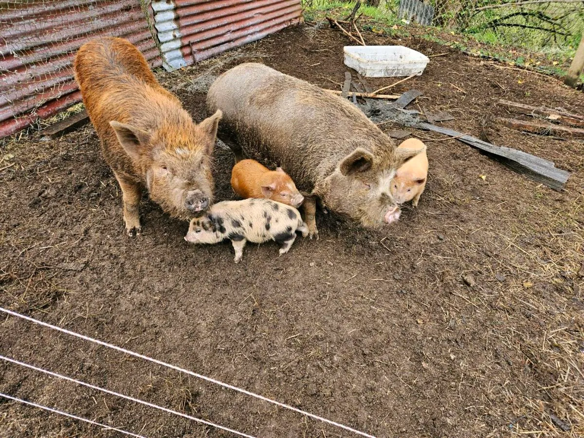 Kuna kuna pigs - Image 3
