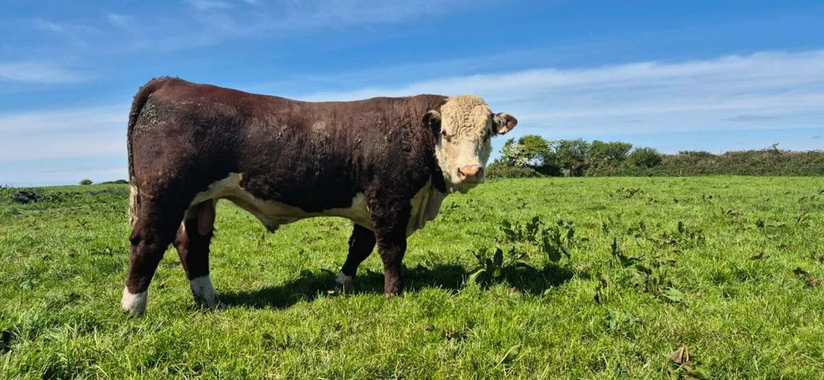 Hereford Bulls - Image 1