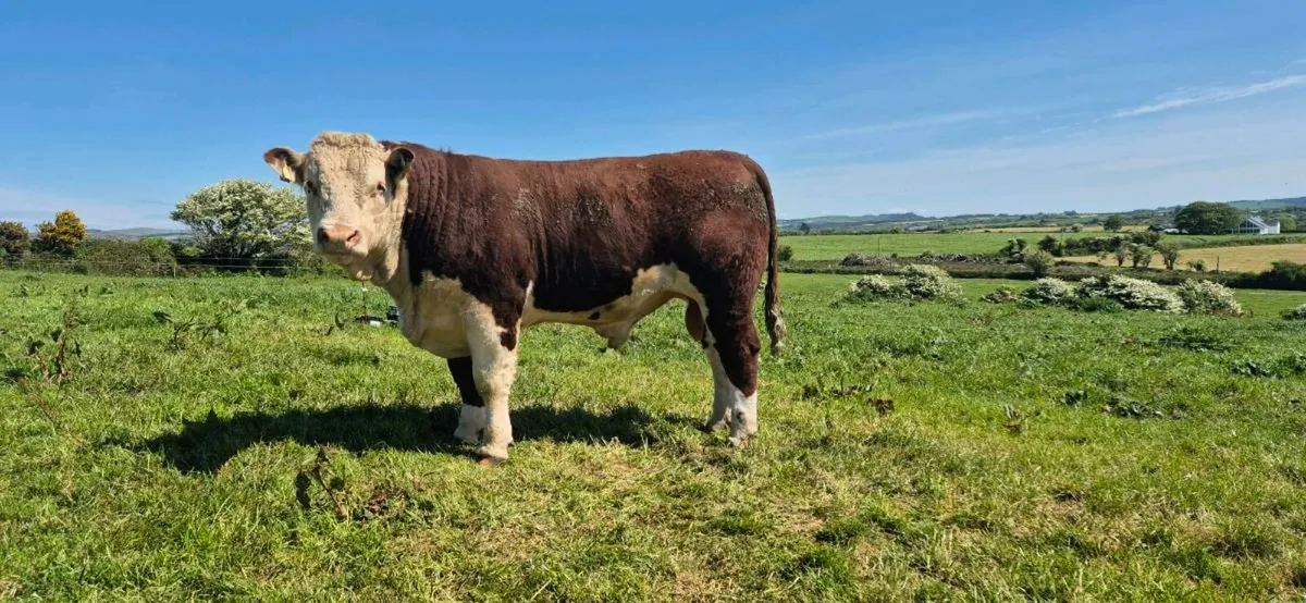 Hereford Bulls - Image 2