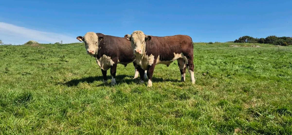 Hereford Bulls - Image 3