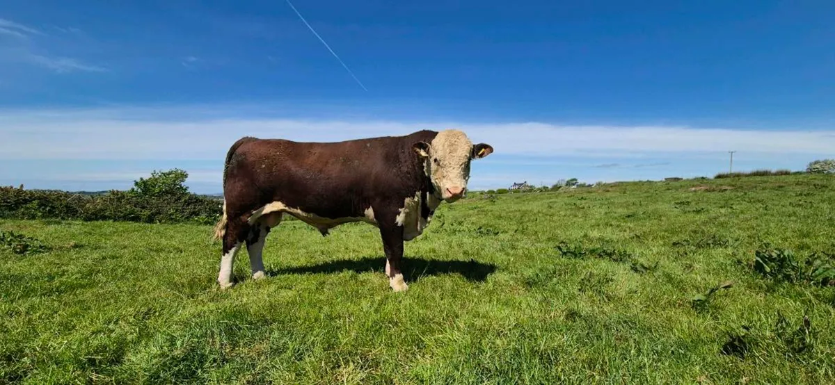 Hereford Bulls - Image 4