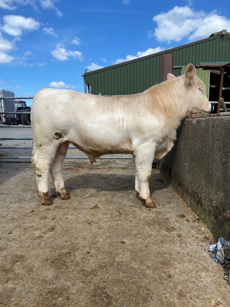 Pedigree Non Registered Charolais Bull - Image 1