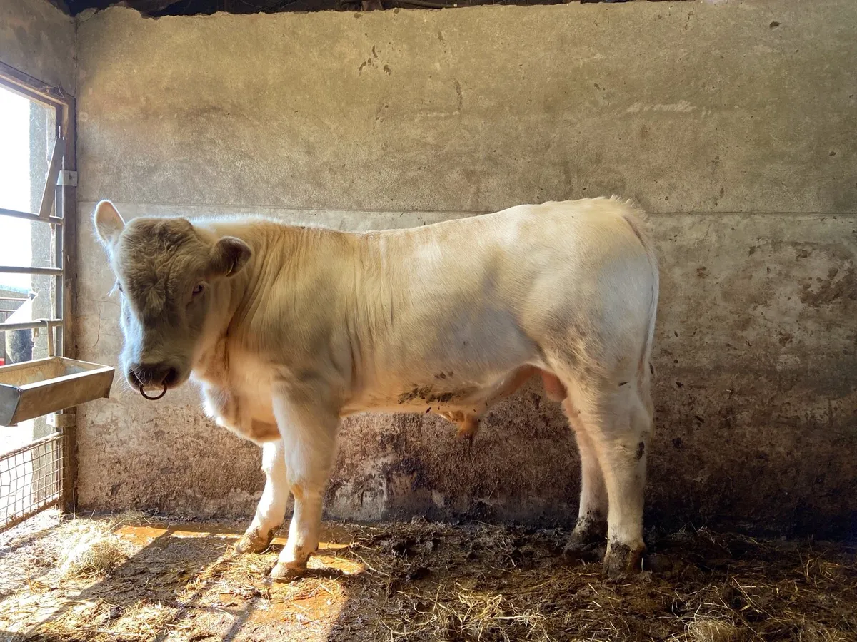 Pedigree Non Registered Charolais Bull - Image 2